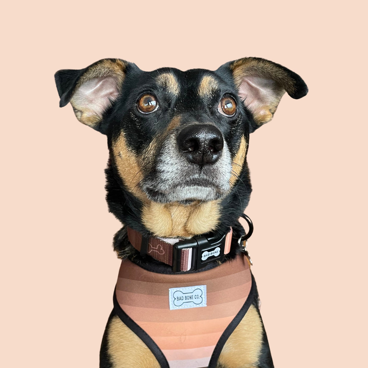 Perrito con pechera y collar Bad Bone sobre fondo durazno
