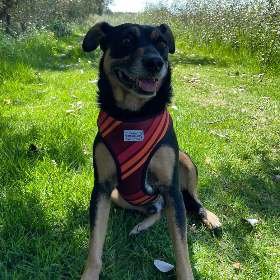 Perrito con pechera Bad Bone en el campo